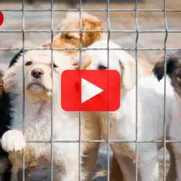 5 Junghunde sitzen in einem vergitterten Auslauf in einem Tierheim. In der Mitte des Bildes befindet sich ein roter Play-Button