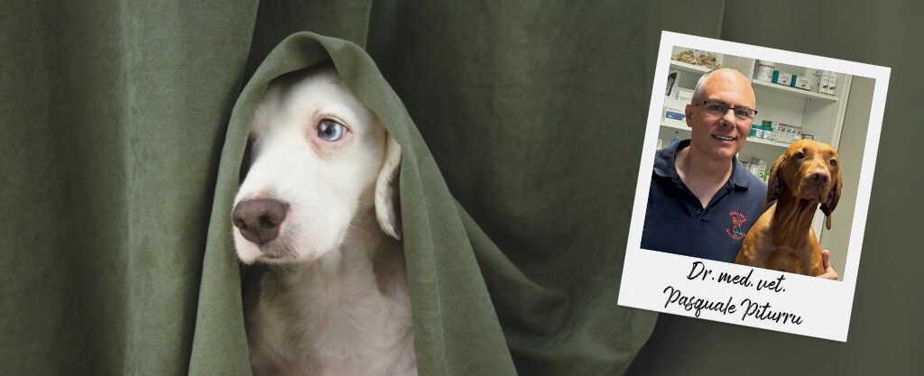 Headerbild zum Webtalk "Geräuschangst und Silvester" mit einem ängstlichen Hund unter einer grünen Decke