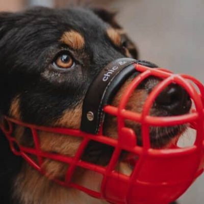 Club_Webtalk Maulkorb_1024x417 (1)