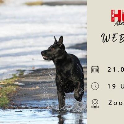 Header Rabatt Webtalk Wildgehorsam_800x450