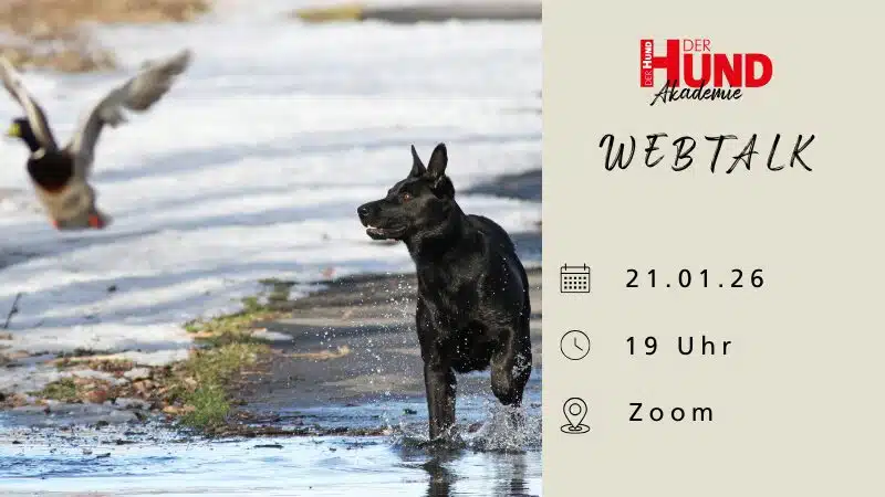 Header Rabatt Webtalk Wildgehorsam_800x450