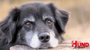 DHC Termine Hundesenioren_300x169