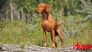 DHC Termine Pseudojagd_300x169