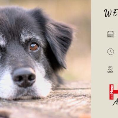 Header Webtalk Hundesenioren Club_800x450