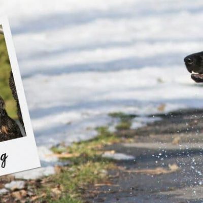 Wildgehorsam Aufzeichnung für Club_1024x417