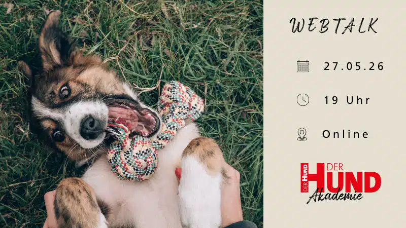 Werbebanner für Webtalk der DER HUND Akademie. Links liegt ein braun-weißer Hund auf dem Rücken im Gras und hält ein buntes Knotenseil im Maul. Rechts auf beigem Hintergrund stehen die Veranstaltungsinfos: „WEBTALK“, Datum „27.05.26“, Uhrzeit „19 Uhr“, Ort „Online“. Unten rechts ist das rote Logo „DER HUND Akademie“ abgebildet.