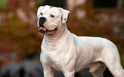 Leserfrage Wesenstest Bully_800x250