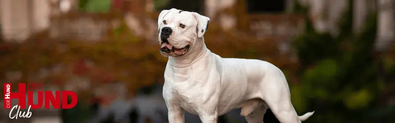 Leserfrage Wesenstest Bully_800x250