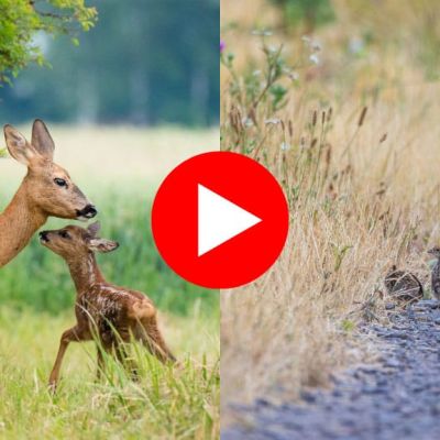 Collage mit Reh und Kitz sowie Rebhuhn mit Küken, darüber zentrales rotes Play-Symbol für Video.
