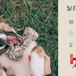 Das Bild ist ein Werbebanner für einen Webtalk der DER HUND Akademie. Links im Bild liegt ein verspielter braun-weißer Hund auf dem Rücken im grünen Gras und hält ein buntes Knotenseil im Maul. Rechts auf beigem Hintergrund stehen die Veranstaltungsinfos: „WEBTALK“, Datum „20.05.26“, Uhrzeit „19 Uhr“, Ort „Online“. Unten rechts ist das rote Logo „DER HUND Akademie“ abgebildet. Symbole für Kalender, Uhr und Online-Teilnahme ergänzen die Informationen.