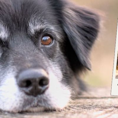 Hundesenioren_Club-Aufzeichnung_1024x417