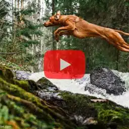 Das Bild zeigt einen braunen Hund, der in einem dynamischen Sprung über einen Bach mit moosbewachsenen Steinen in einem Wald springt. Im Vordergrund ist ein großes, halbtransparentes rotes Play-Symbol eingeblendet, das auf ein Video hinweist. Oben links befindet sich das Logo „DER HUND Club“. Die Szene vermittelt Bewegung, Abenteuer und Naturverbundenheit.
