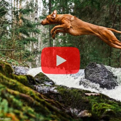 Das Bild zeigt einen braunen Hund, der in einem dynamischen Sprung über einen Bach mit moosbewachsenen Steinen in einem Wald springt. Im Vordergrund ist ein großes, halbtransparentes rotes Play-Symbol eingeblendet, das auf ein Video hinweist. Oben links befindet sich das Logo „DER HUND Club“. Die Szene vermittelt Bewegung, Abenteuer und Naturverbundenheit.