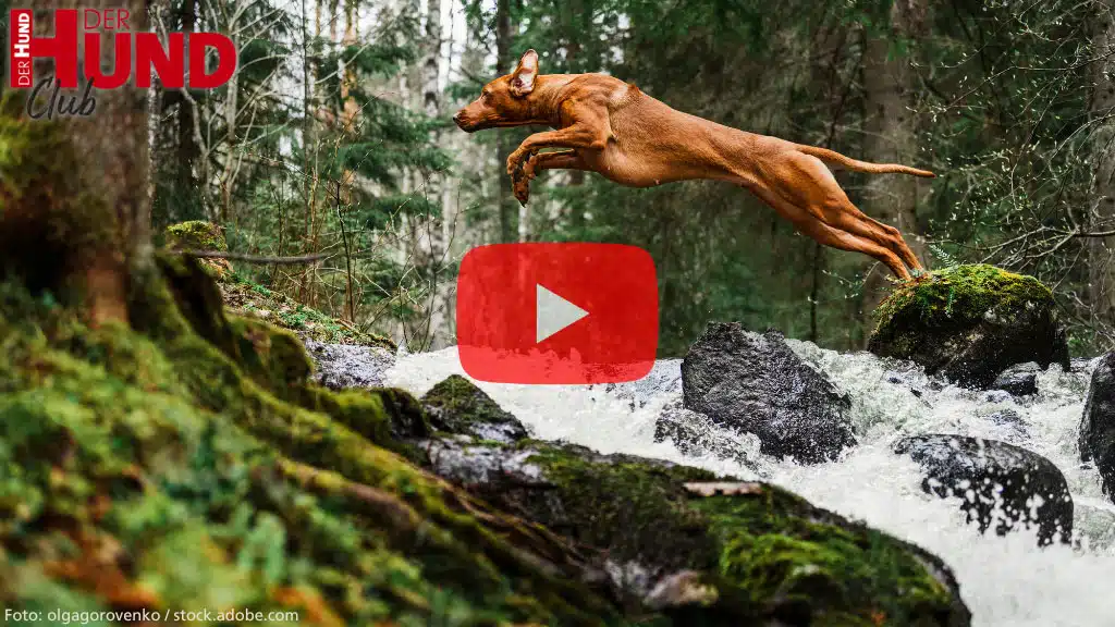 Das Bild zeigt einen braunen Hund, der in einem dynamischen Sprung über einen Bach mit moosbewachsenen Steinen in einem Wald springt. Im Vordergrund ist ein großes, halbtransparentes rotes Play-Symbol eingeblendet, das auf ein Video hinweist. Oben links befindet sich das Logo „DER HUND Club“. Die Szene vermittelt Bewegung, Abenteuer und Naturverbundenheit.
