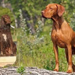 Ein Vizsla steht auf einem umgestürzten Baumstamm in grasbewachsener Umgebung; ein eingeklinktes Foto zeigt Pia Gröning mit ihren vier Hunden.