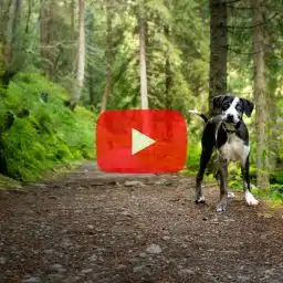 Hund steht auf einem Waldweg und schaut mit schiefgelegtem Kopf in die Kamera. Foto: vojta/stock.adobe