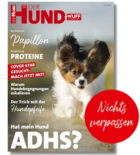 Cover des Magazins DER HUND: Papillon springt frontal auf dem Titelbild, großer Text ADHS?, roter Aufkleber 'Nichts verpassen'.