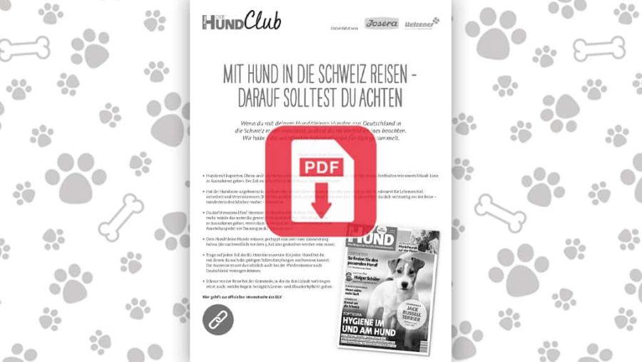 Download: Mit Hund in die Schweiz einreisen – das solltest du beachten