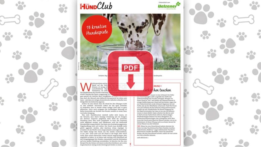 Download: 13 kreative Hundespiele
