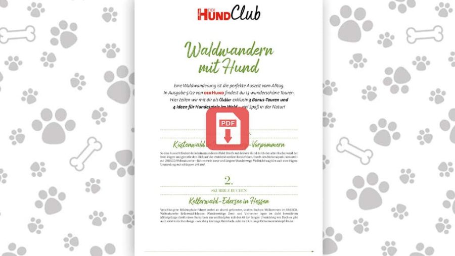 Download: Waldwandern mit Hund