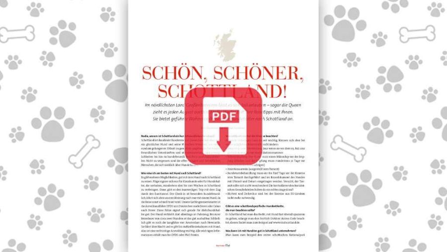 Download: Schottland mit Hund