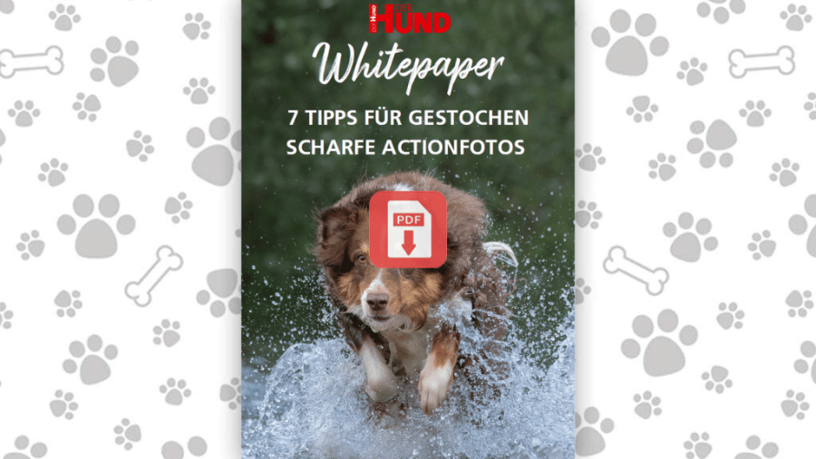 Download: Gestochen scharfe Actionfotos