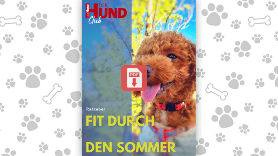 Download: Fit durch den Sommer