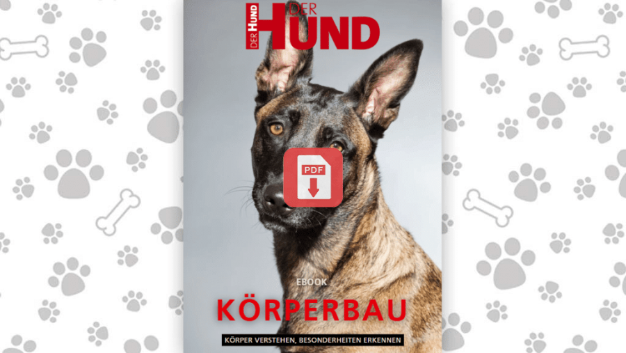 Download: eBook Körperbau