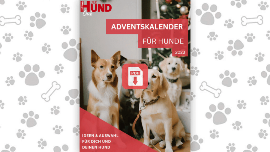 Download: Hunde-Adventskalender 2023