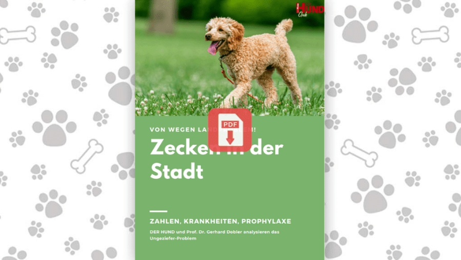 Download: Zecken in der Stadt