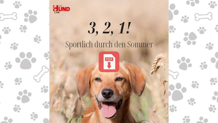 Download: Sport mit dem Hund