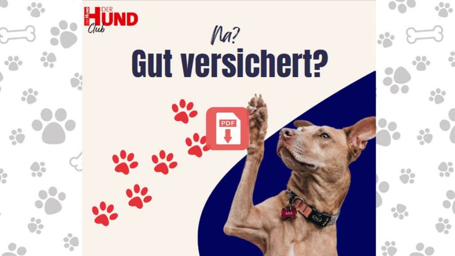 Download: Versicherungen für deinen Hund