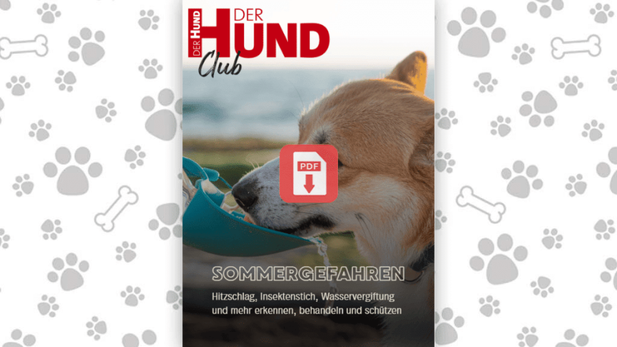 Download: Sommergefahren