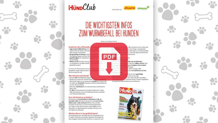 Download: Wurmbefall bei Hunden