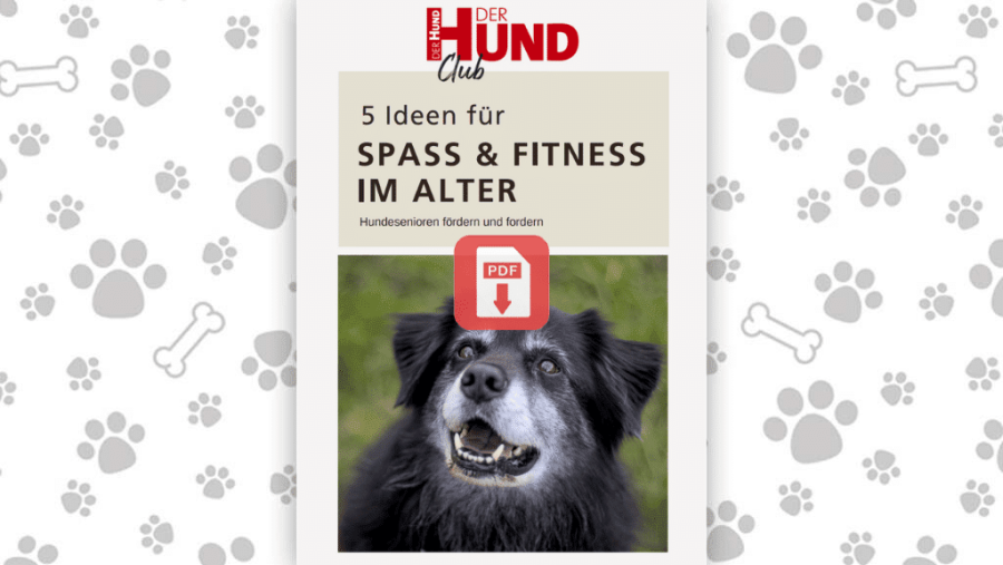 Download: Fitness im Alter