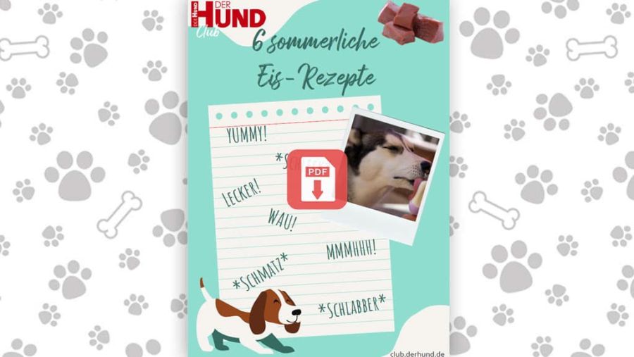 Download: 6 Rezepte für Hundeeis